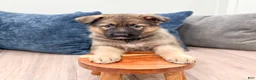 German Shepherd dogs for sale: Kermit - Ad 2