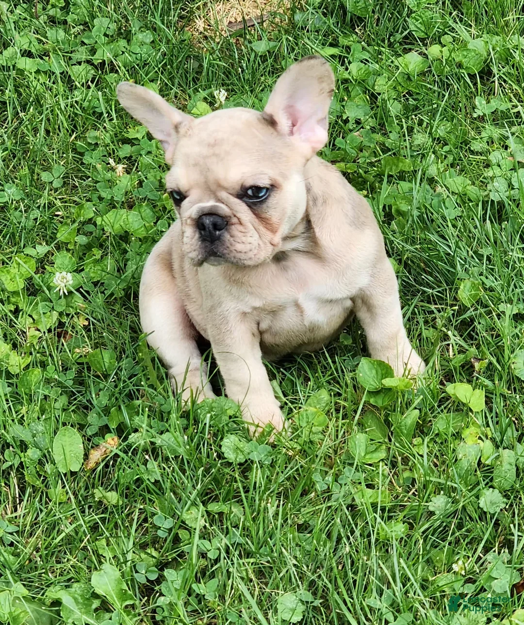 Gallery Image {{count}}