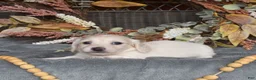 Miniature Dachshund dogs for sale: Cannoli - Ad 3