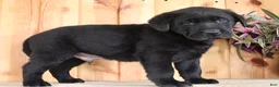 Labrador Retriever dogs for sale: Fenn - Ad 6