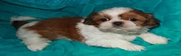 Shih Tzu dogs for sale: Jolene - Ad 3
