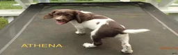 English Springer Spaniel dogs for sale: Titan - Ad 4