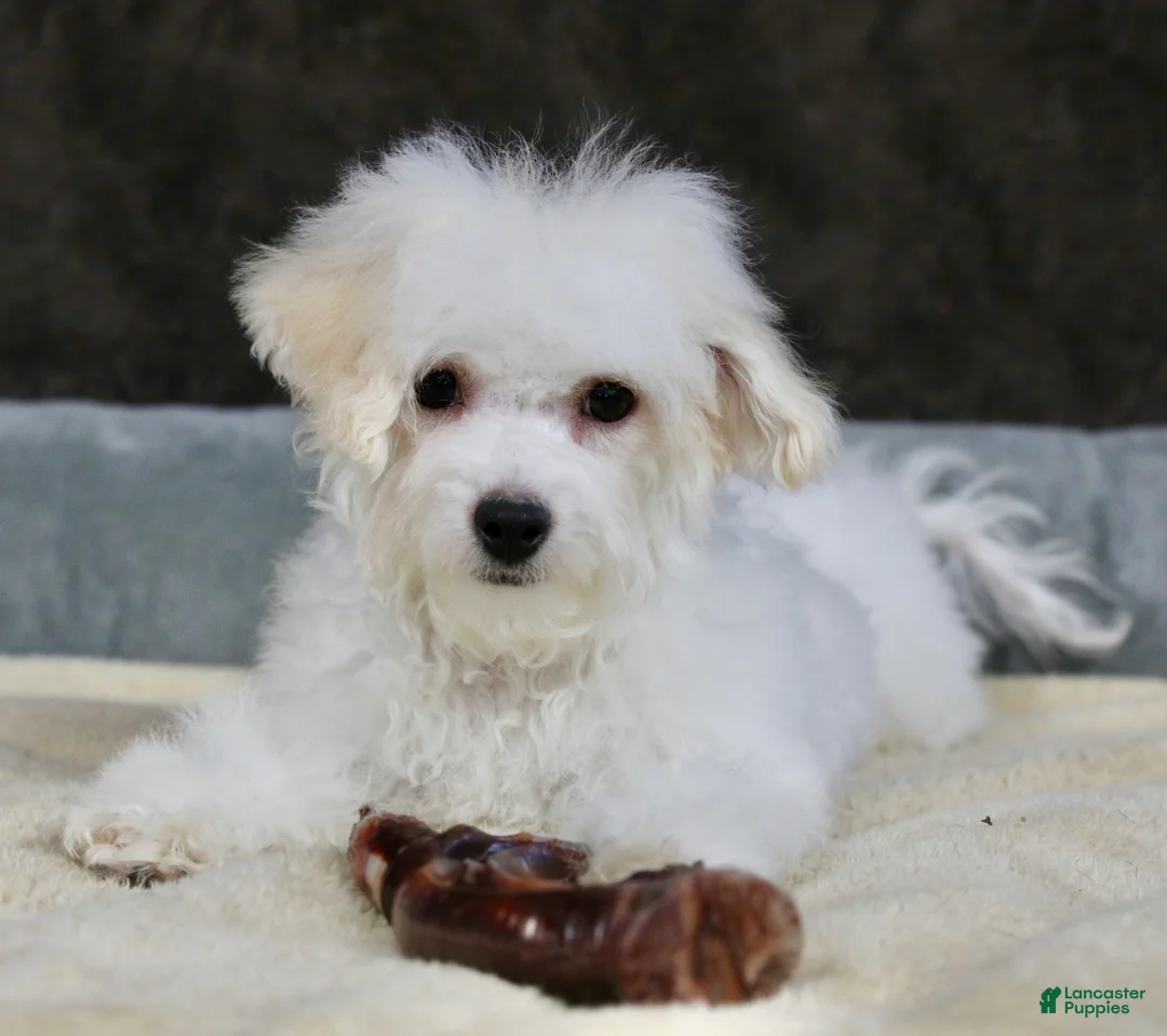 Teddy Bear dogs for sale: Dasher - Ad 1