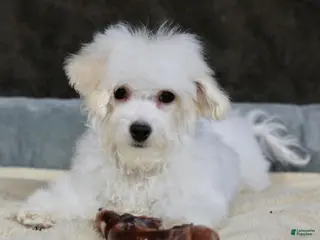 Teddy Bear dogs Dasher - Ad 41