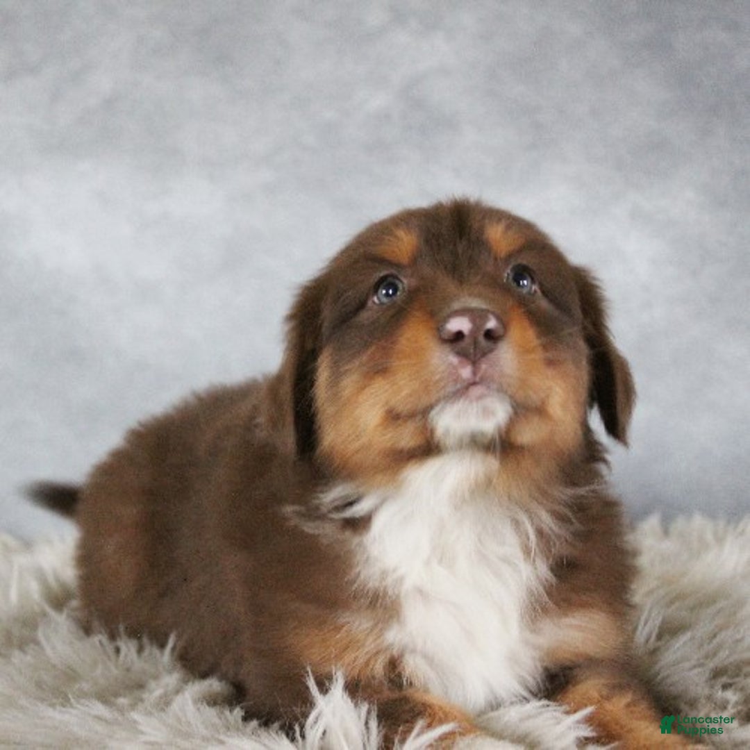 Australian Shepherd dogs for sale: Toffee - Ad 4
