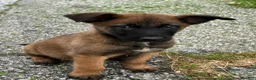 Belgian Malinois dogs for sale: Fernando - Ad 1