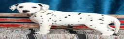 Dalmatian dogs for sale: Rufus - Ad 6