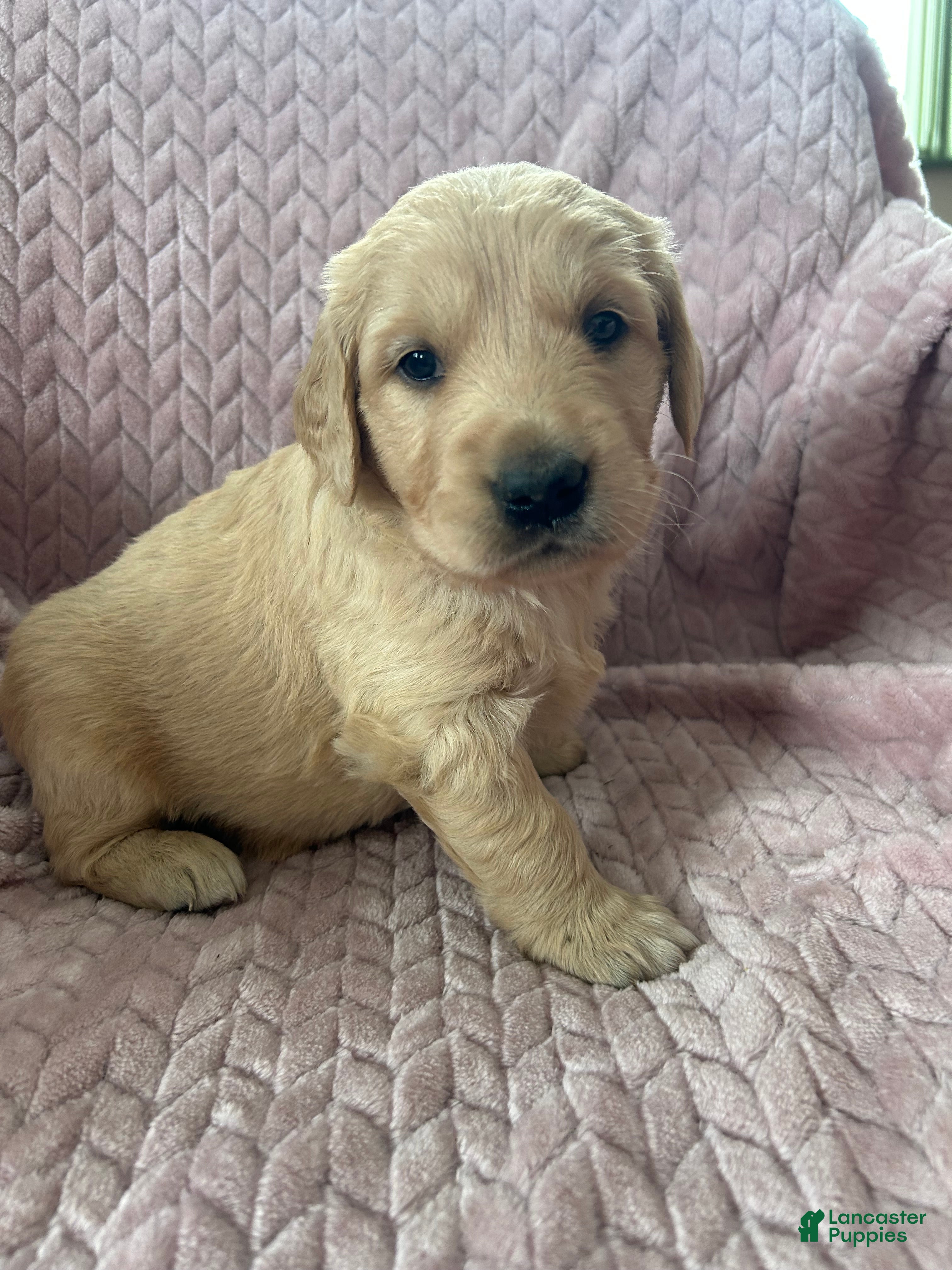 Golden Retriever dogs Snickerdoodle  - Ad 14