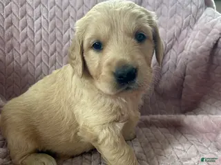 Golden Retriever dogs Snickerdoodle - Ad 14