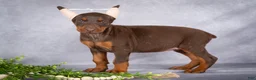 Doberman Pinscher dogs for sale: Kali - Ad 4