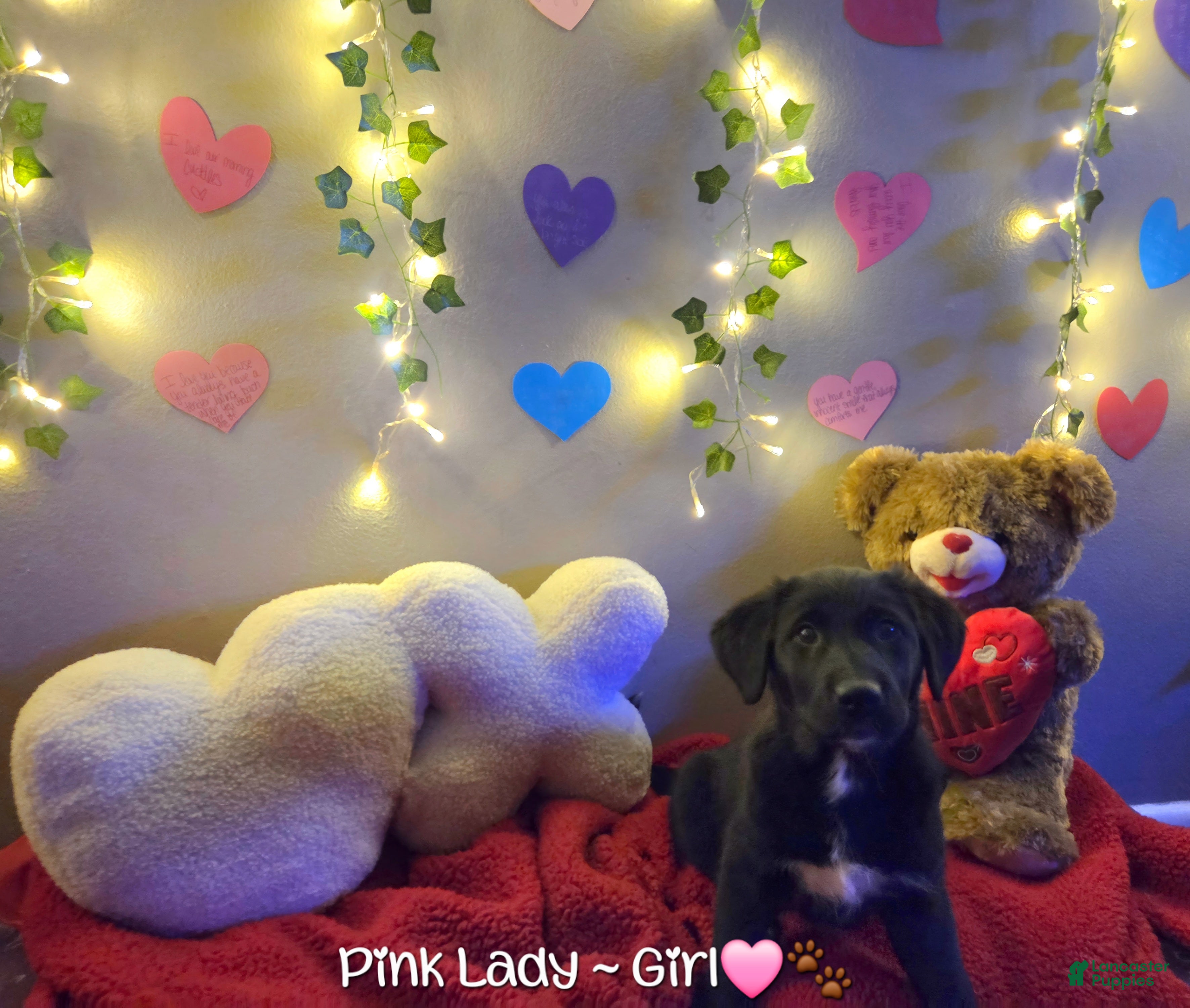 Mixed Breed dogs Pink Lady  - Ad 11