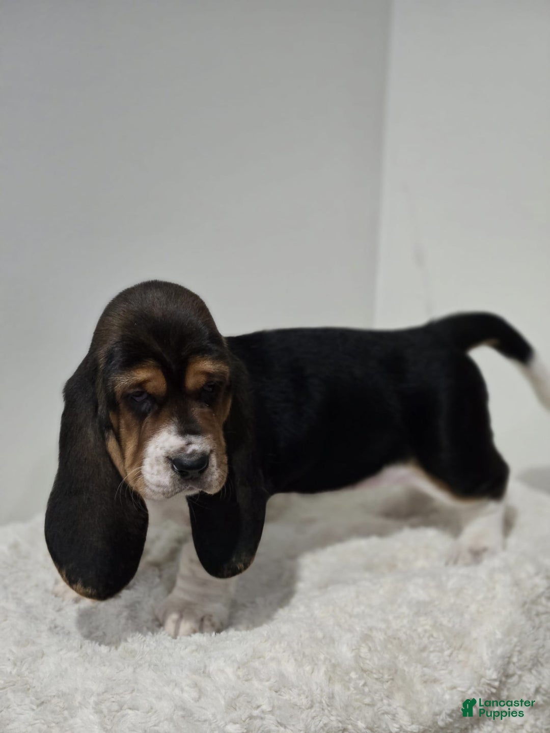 Basset Hound dogs for sale: Brisket  - Ad 2