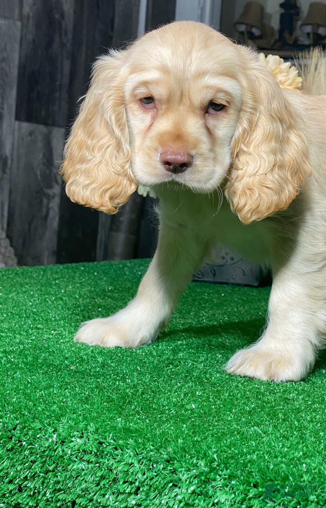 Cocker Spaniel dogs for sale: Teddy - Ad 2