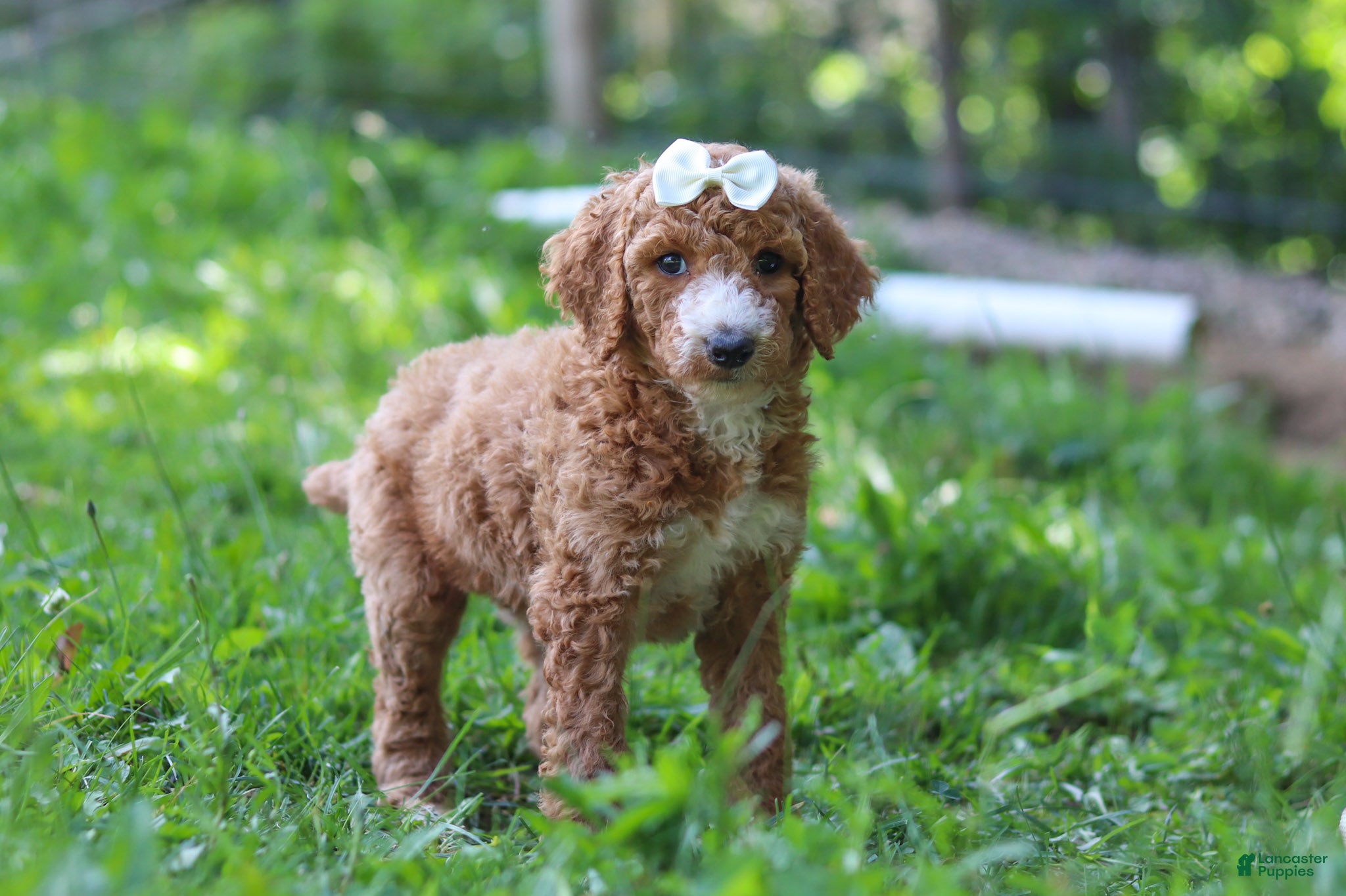 Standard Poodle dogs Hazel AKC - Ad 2