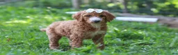 Standard Poodle dogs for sale: Hazel AKC - Ad 2