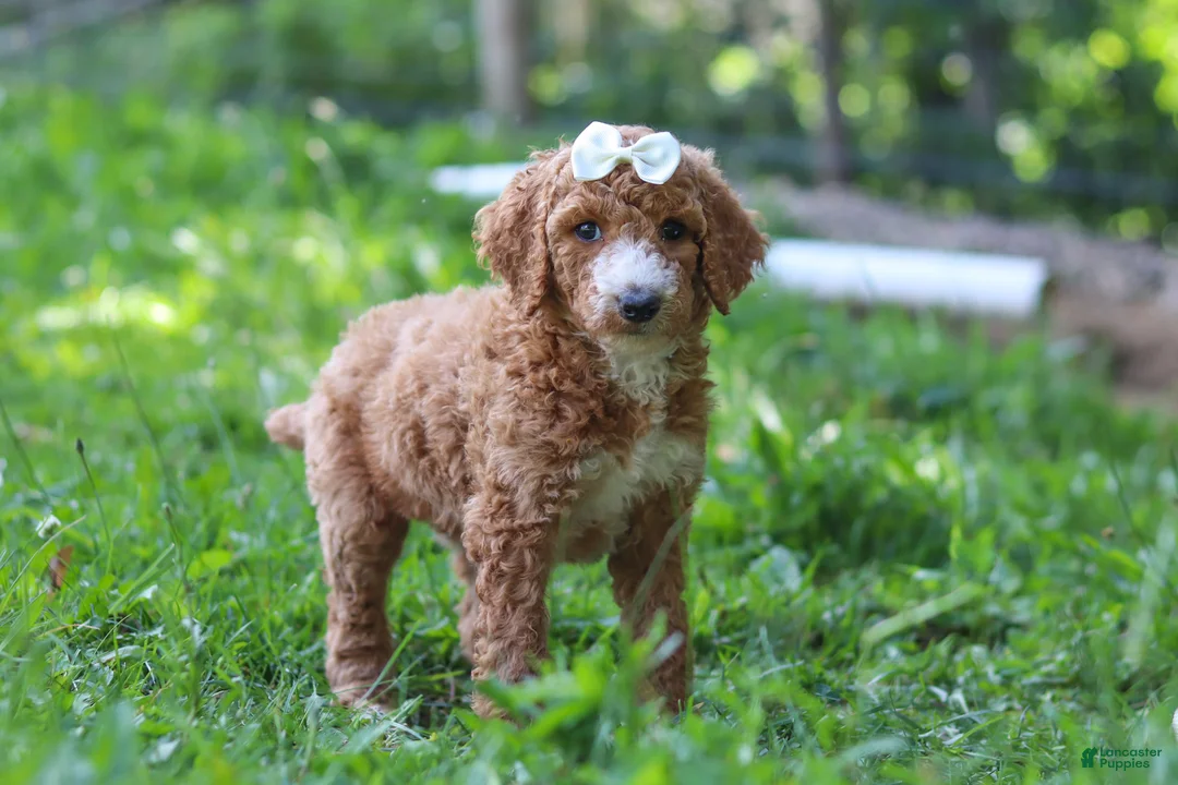 Standard Poodle dogs for sale: Hazel AKC - Ad 2