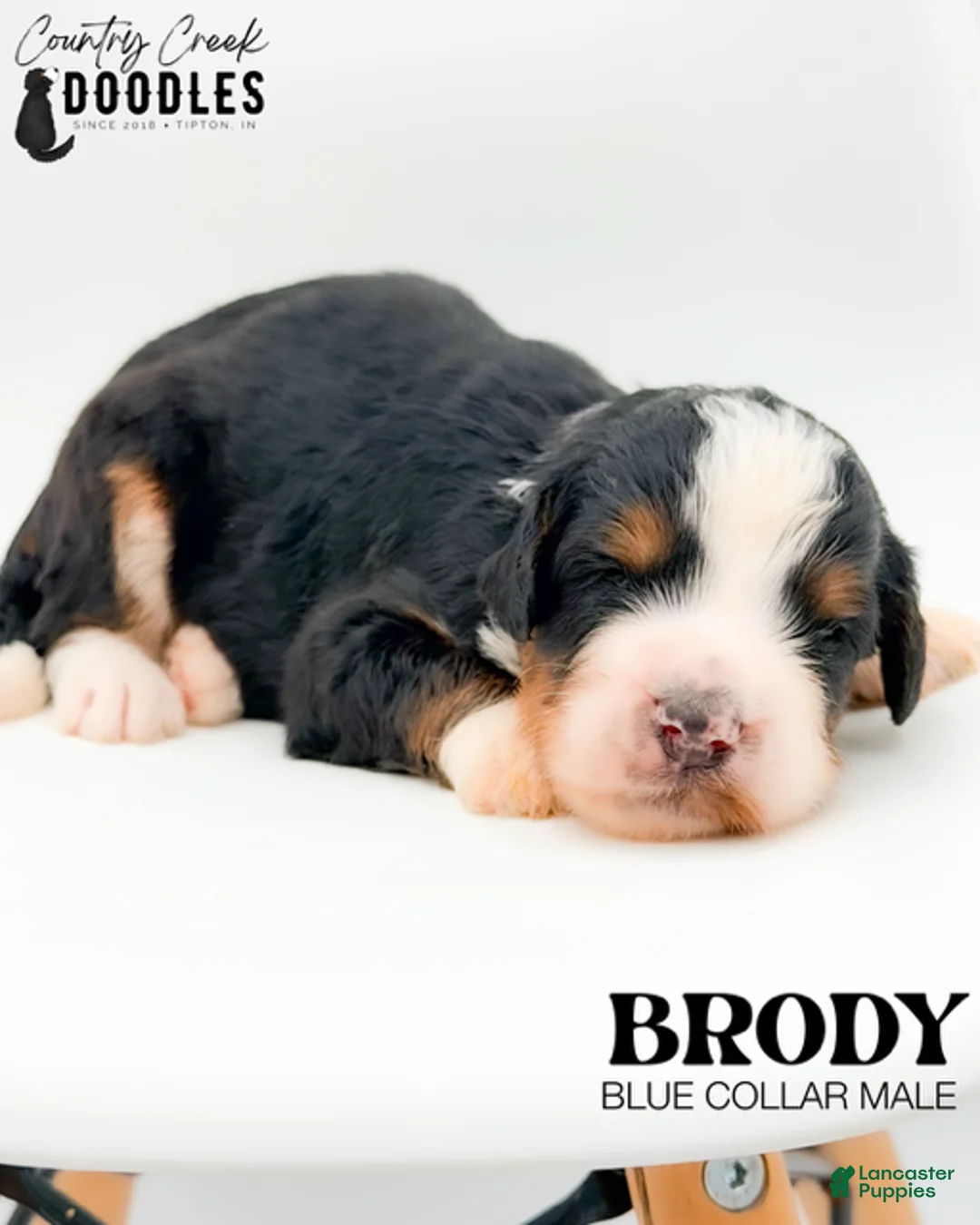 Bernedoodle dogs for sale: Brody - Ad 2