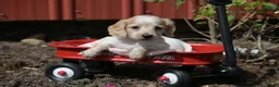 Miniature Dachshund dogs for sale: Vallory - Ad 9