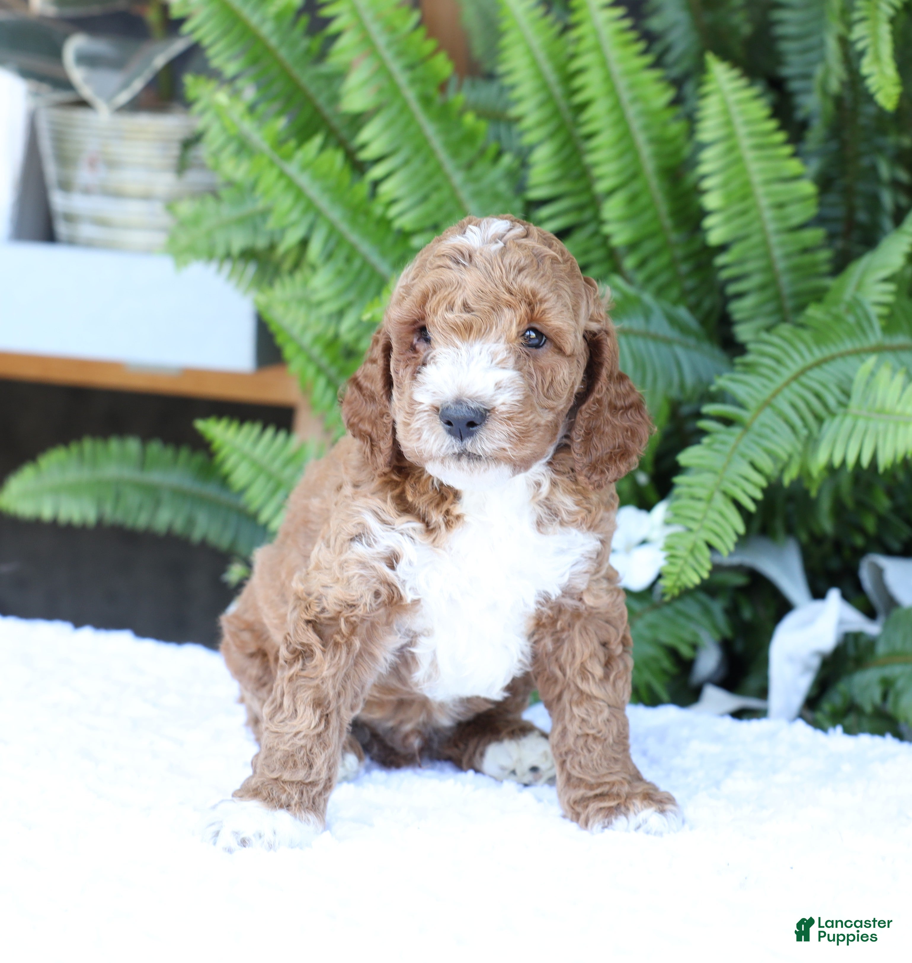 Mini Goldendoodle dogs Dexter - Ad 2