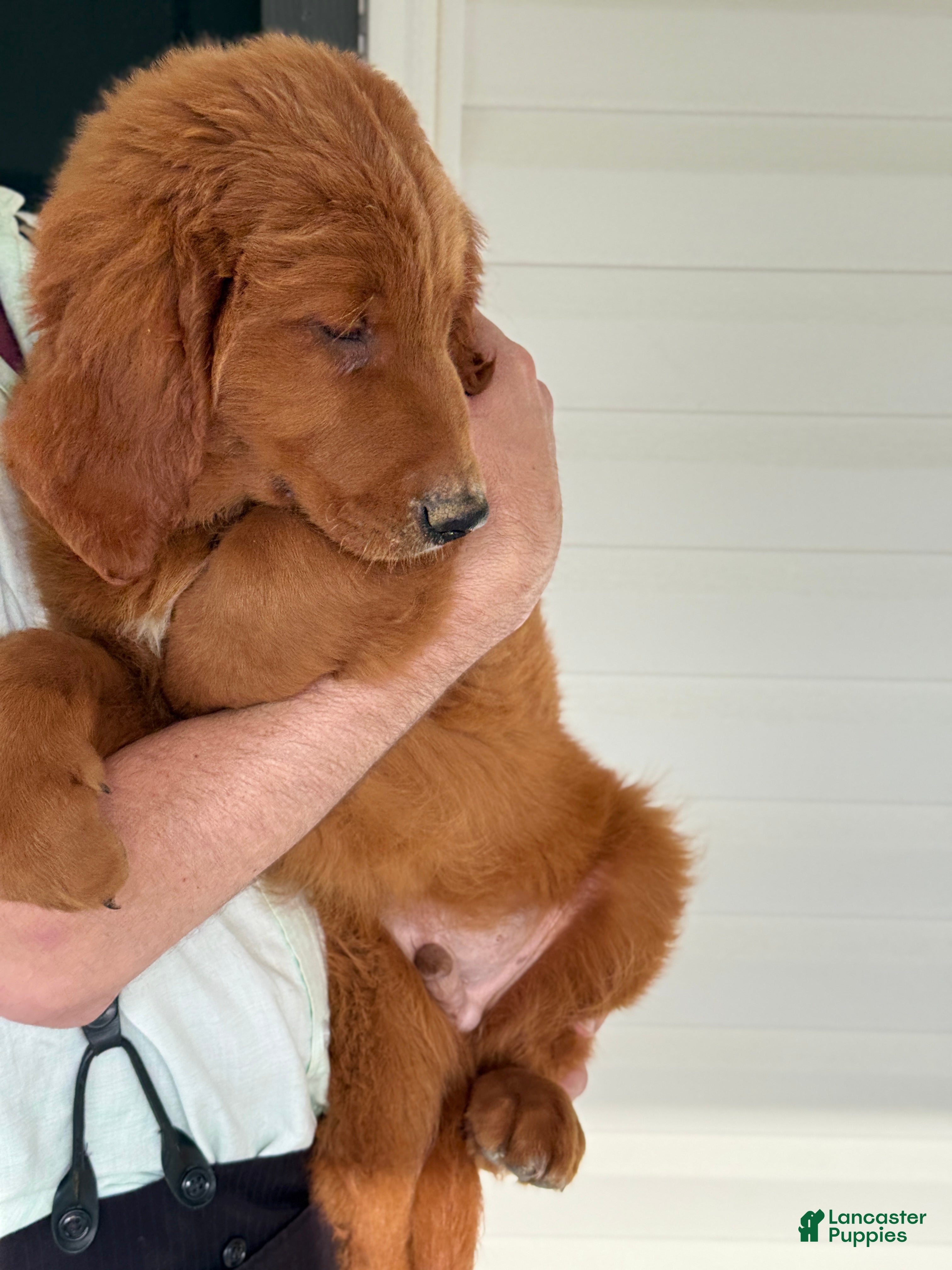 Goldendoodle dogs Oscar - Ad 2