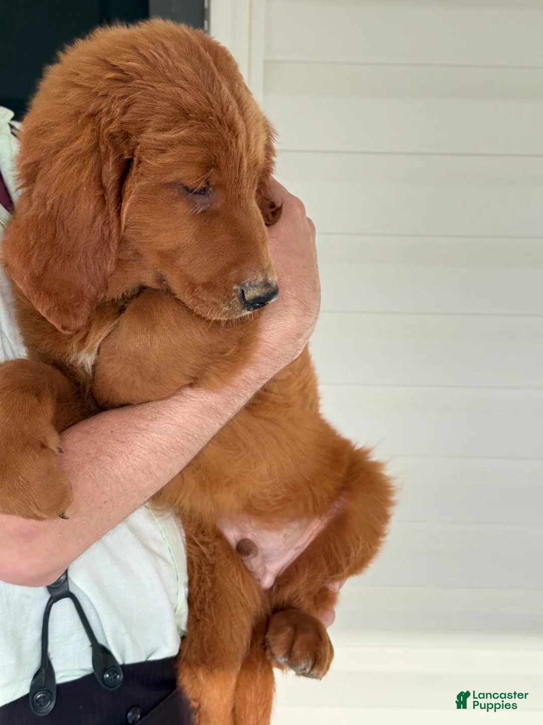 Goldendoodle dogs for sale: Oscar - Ad 2