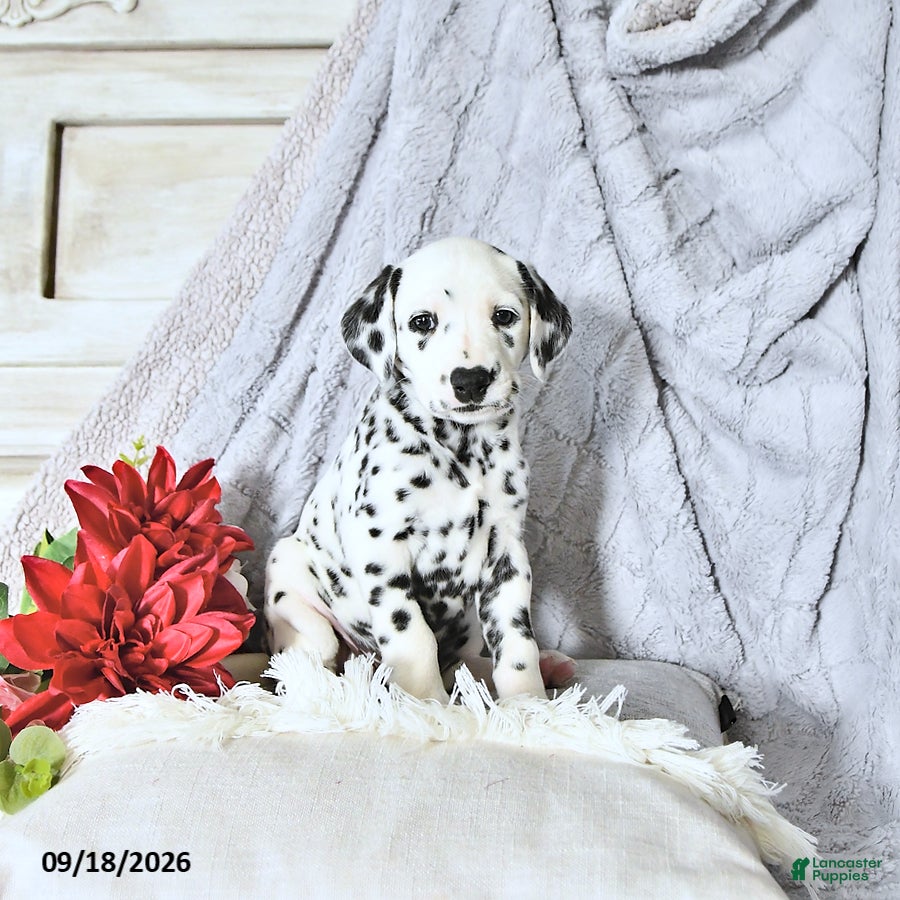 Dalmatian dogs Sadie - Ad 2