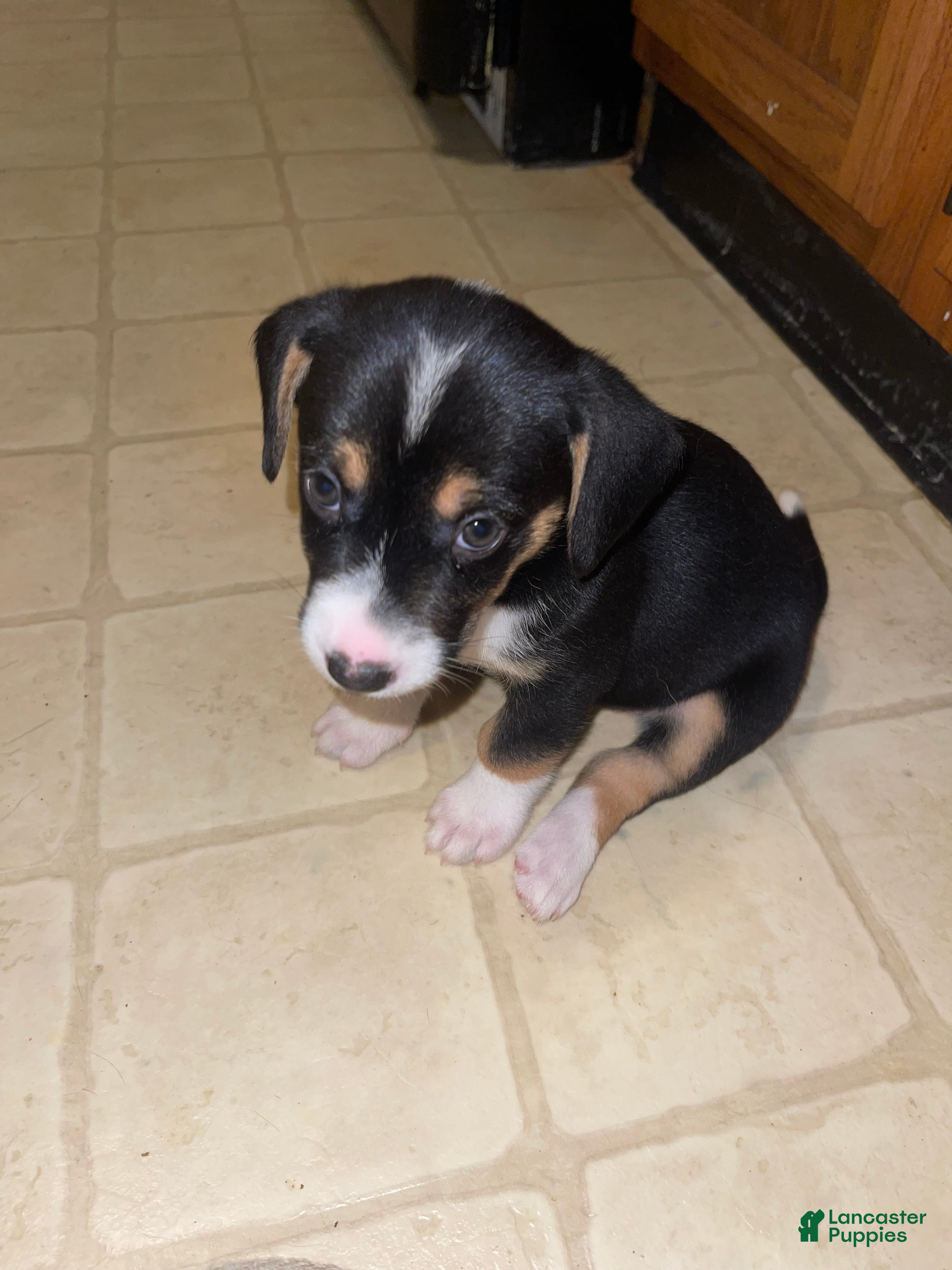 Mixed Breed dogs Chakra - Ad 39