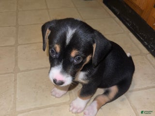 Mixed Breed dogs Chakra - Ad 39