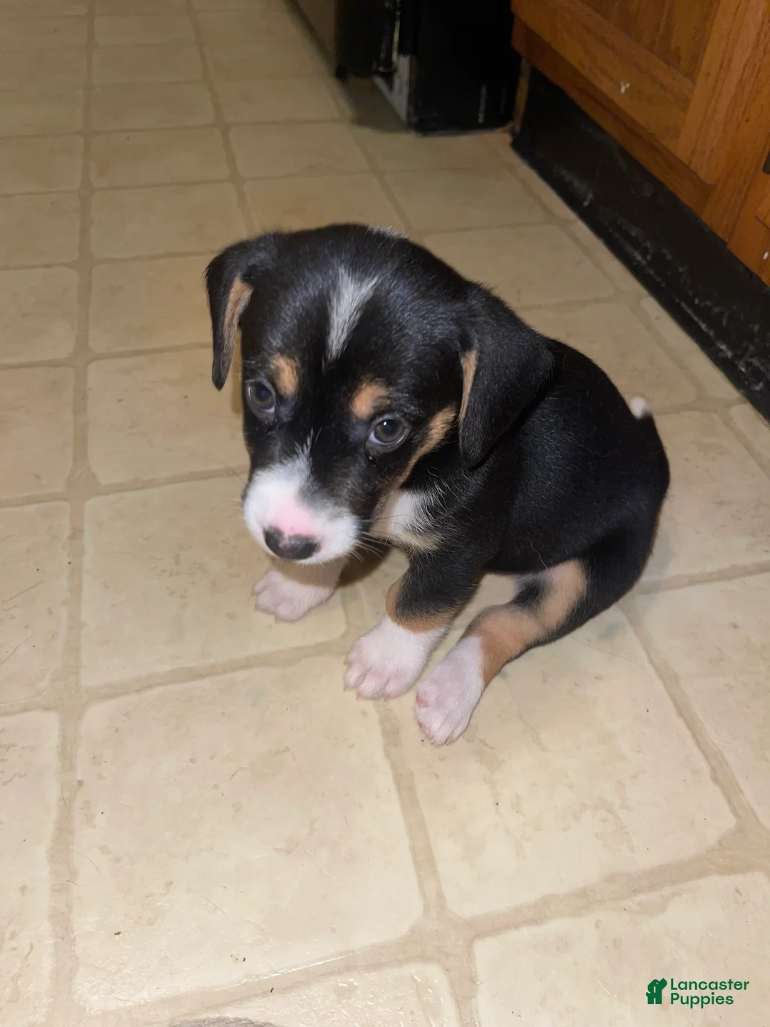 Mixed Breed dogs for sale: Chakra - Ad 1