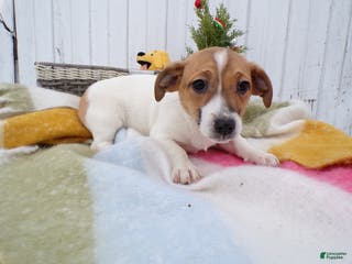 Jack Russell Terrier dogs Jack Russell Terrier Puppy 4 Louis - Ad 34