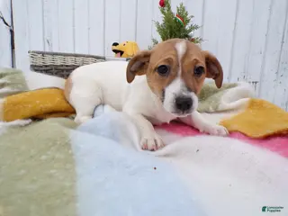 Jack Russell Terrier dogs Jack Russell Terrier Puppy 4 Louis - Ad 39