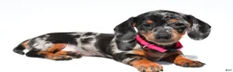 Miniature Dachshund dogs for sale: Tulip - Ad 3