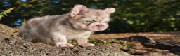 French Bulldog dogs for sale: O’CONNER Isabella Merle Floodle fluffy male  - Ad 3