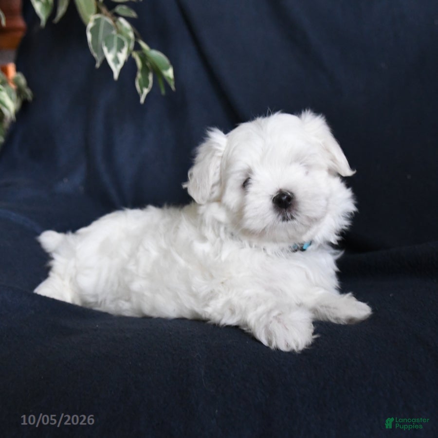 Maltese dogs Flossie - Ad 2