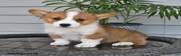 Welsh Corgi Pembroke dogs for sale: Tommy - Ad 4