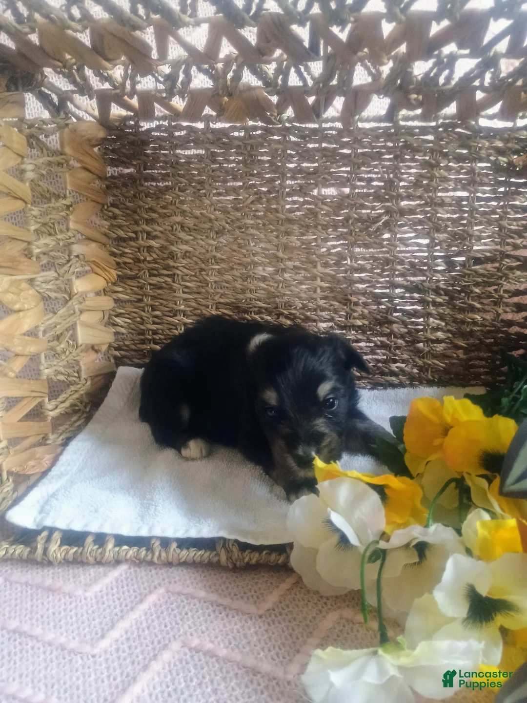 Mixed Breed dogs for sale: Mixed Breed Puppy 5 - Ad 5