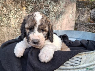 Saint Berdoodles dogs - Ad 38