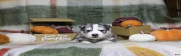 Siberian Husky dogs for sale: Orange - Ad 2