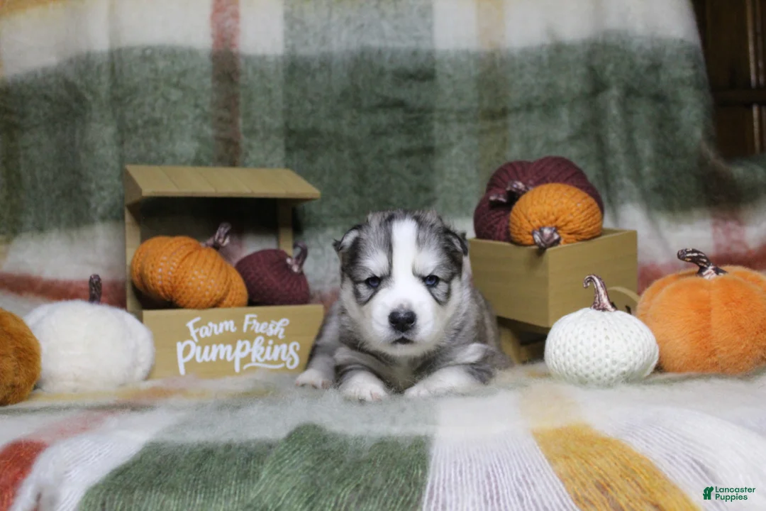 Siberian Husky dogs for sale: Orange - Ad 2