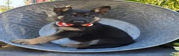 German Shepherd dogs for sale: Tommy - Ad 3