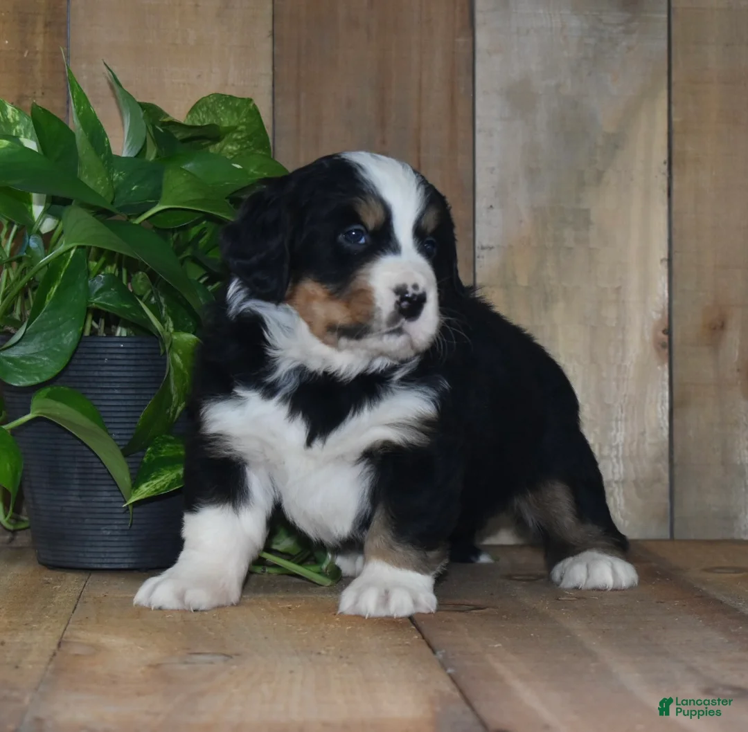 Bernese Mountain Dog dogs for sale: Poppy - Ad 2