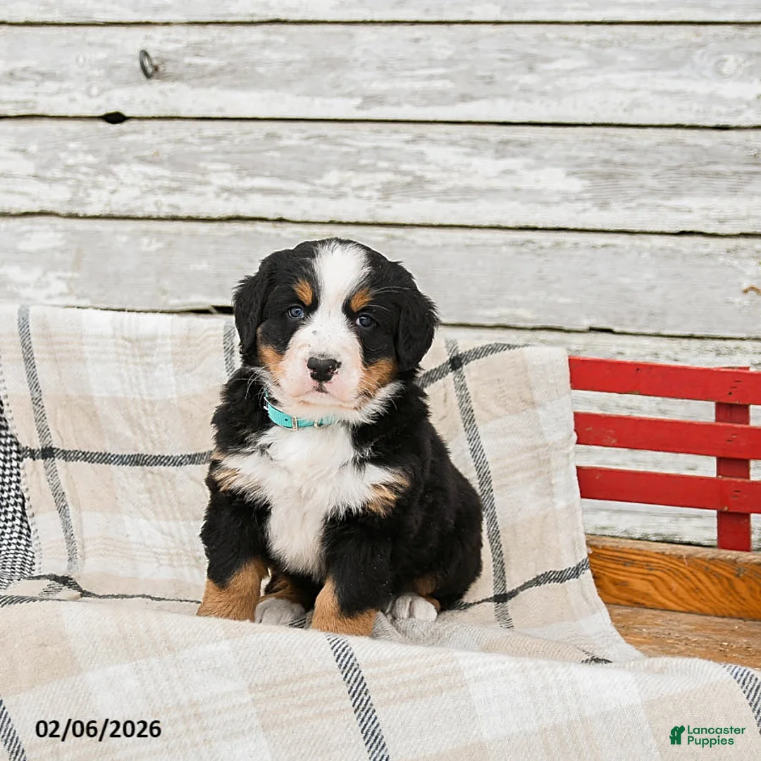 Bernese Mountain Dog dogs for sale: Molly - Ad 2