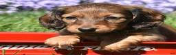 Miniature Dachshund dogs for sale: Dolly - Ad 3