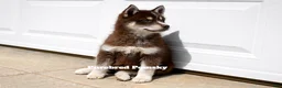 Pomsky dogs for sale: Coco Chocolate Pomsky - Ad 4