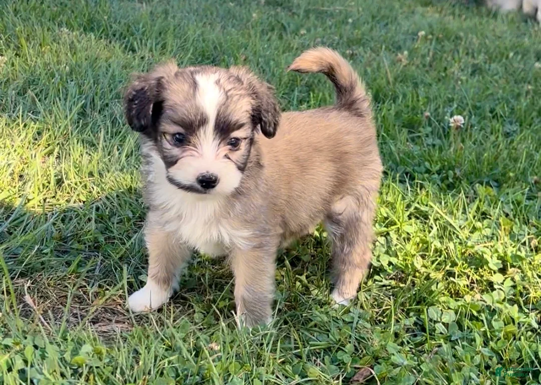 Mini Aussiedoodle dogs for sale: Molly - Ad 1