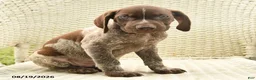 German Shorthaired Pointer dogs for sale: Henry - Ad 3