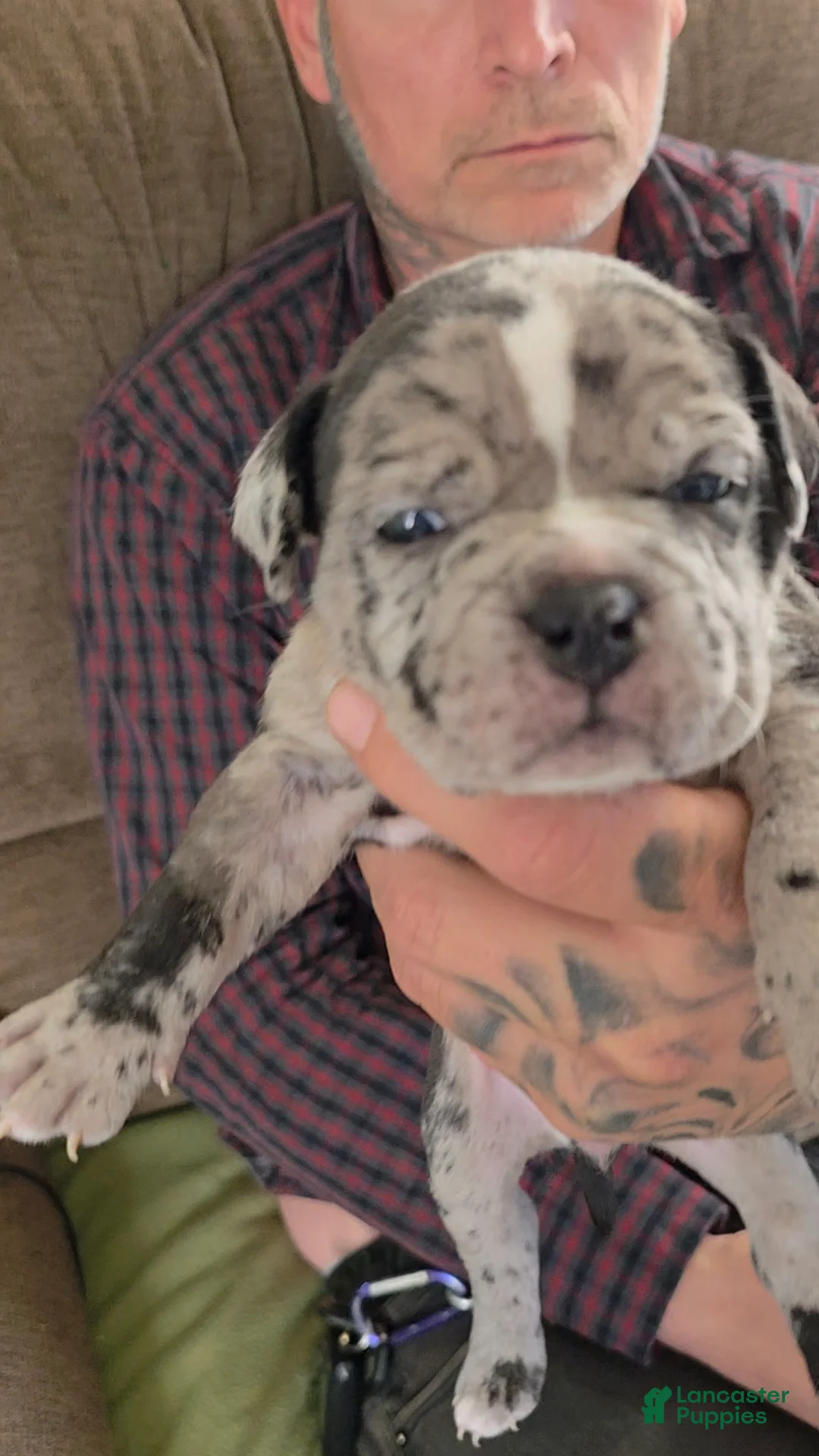 American Bully dogs for sale: Eclipse - Ad 1