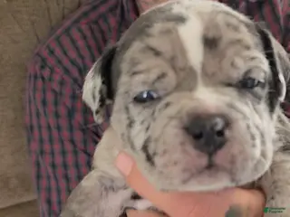 American Bully dogs Eclipse - Ad 9