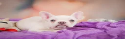 French Bulldog dogs for sale: Sadie - Ad 8