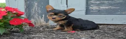 Yorkshire Terrier dogs for sale: Freddy - Ad 5